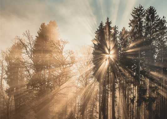 Forsvinner | Lerretsbilder