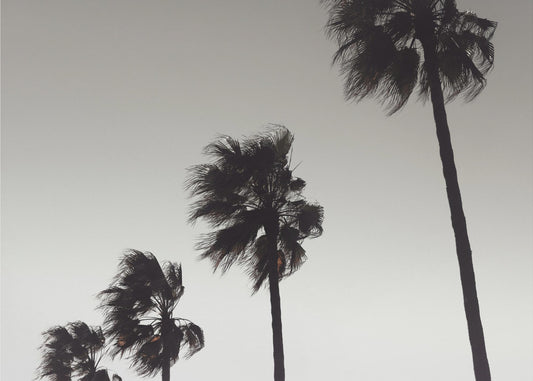 Palme_004 | Lerretsbilder