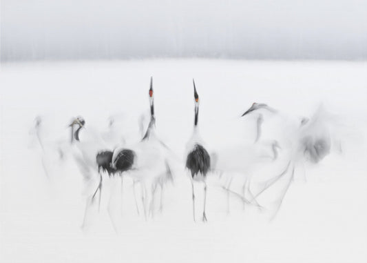 Kalligrafisk balett | Fototapet