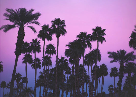 Palmer med rosa himmel | Tapet