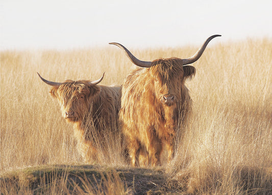 Young and old Highlander | Canvas