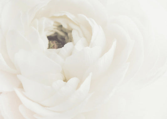 Vit blomma 02 | Poster