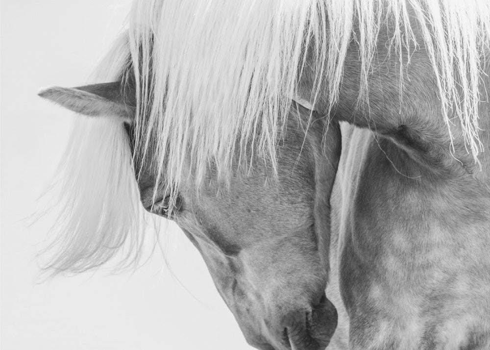 Portret Halflingera | Fototapeta