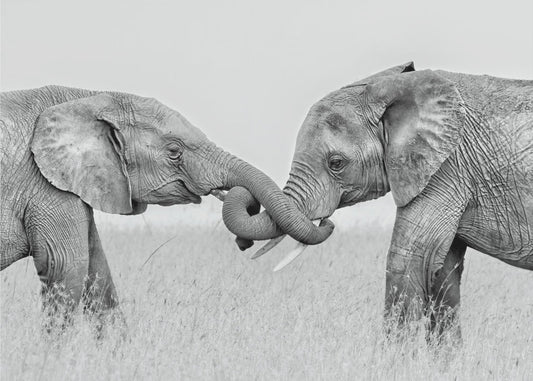 Confrontation | Canvas