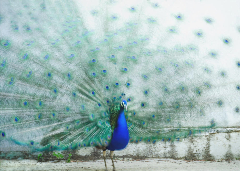 Pfau | Fototapeten