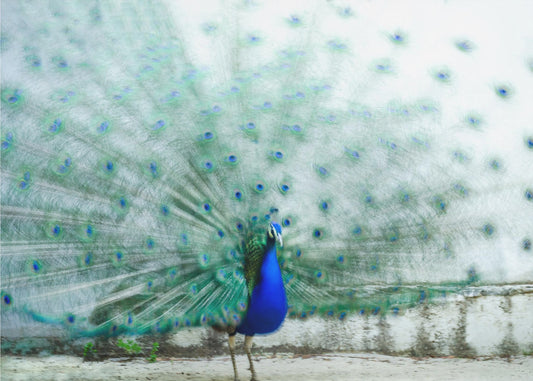 Pfau | Fototapeten
