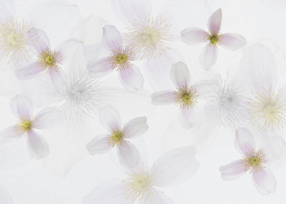 Clematis-Kunst | Fototapeten