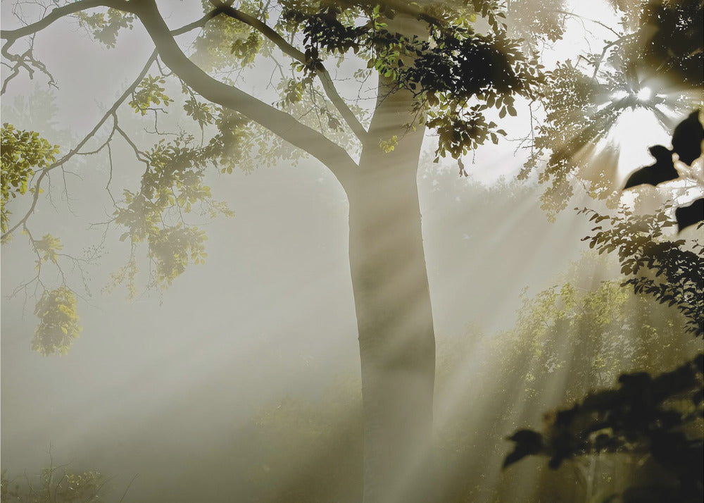 Fog at Møns Klint | Fototapeter