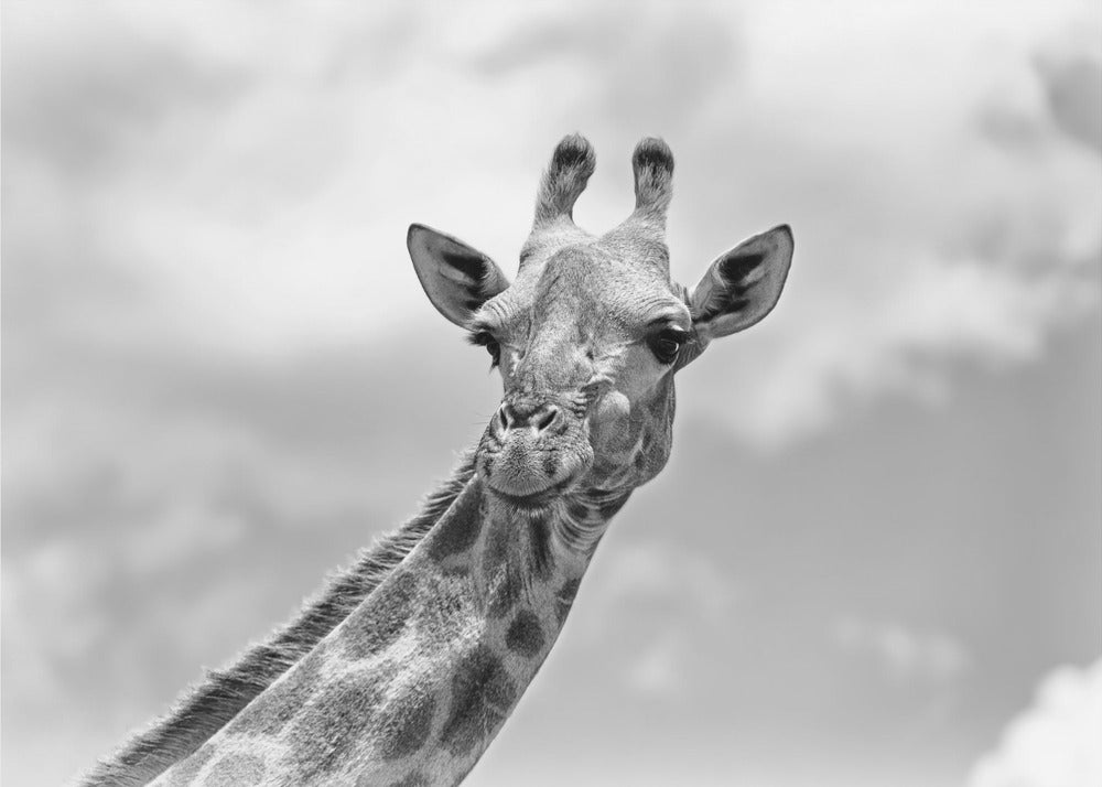 Die Giraffe - Wildlife V | Fototapeten