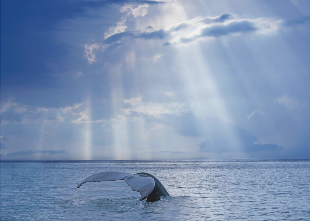Whale and sun rays | Wallpaper