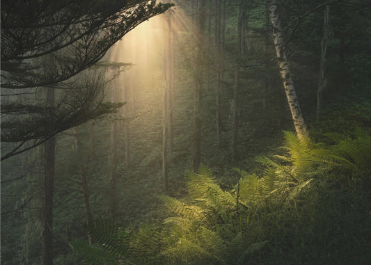 Spotlight. | Tapet