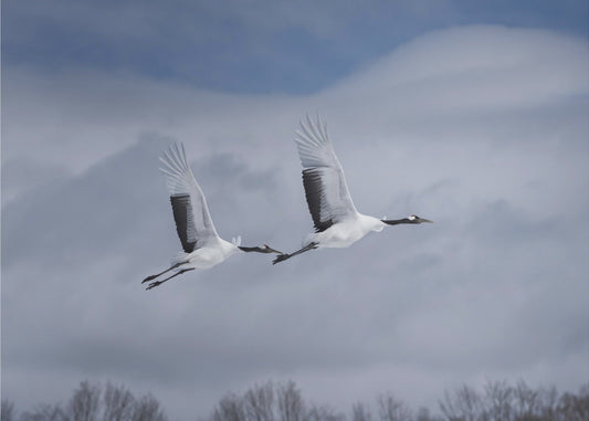 Sandhill in Aktion | Fototapeten