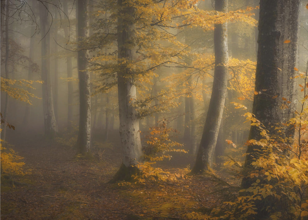 Bosques de otoño | Papel Pintado Fotográfico