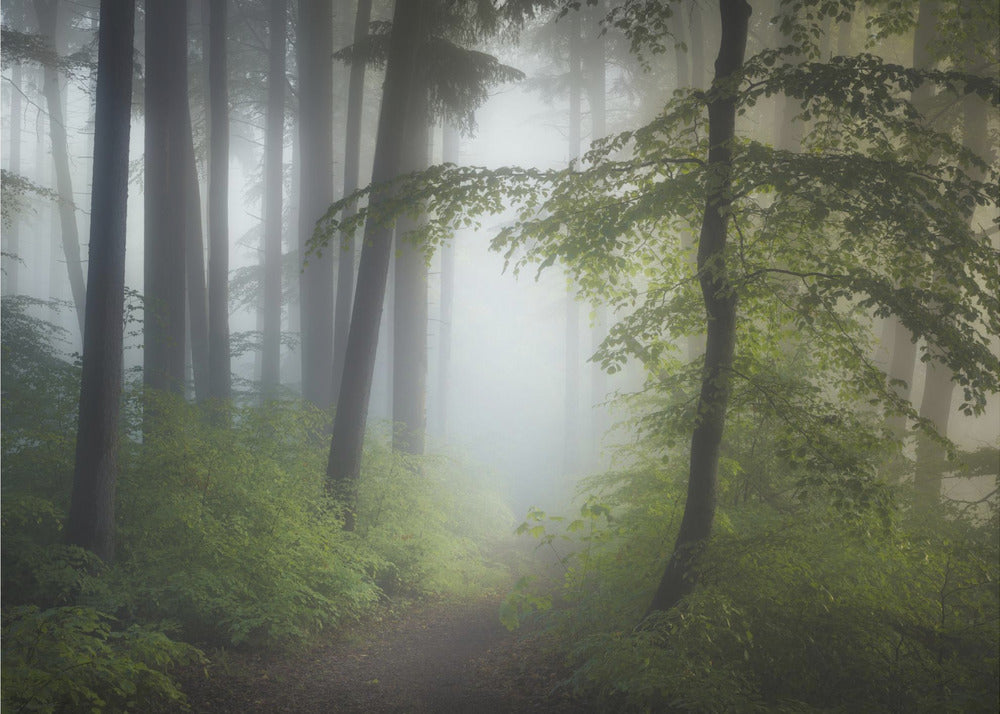 Morgennebel | Fototapeten