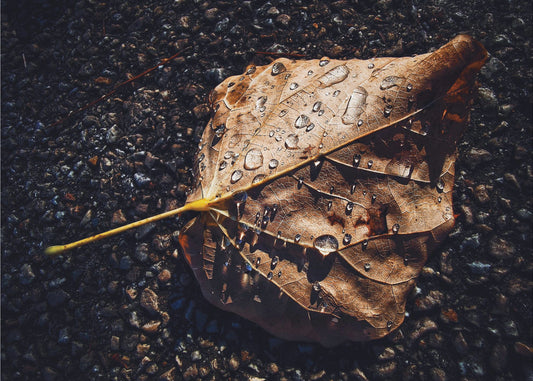 Blad | Lerretsbilder