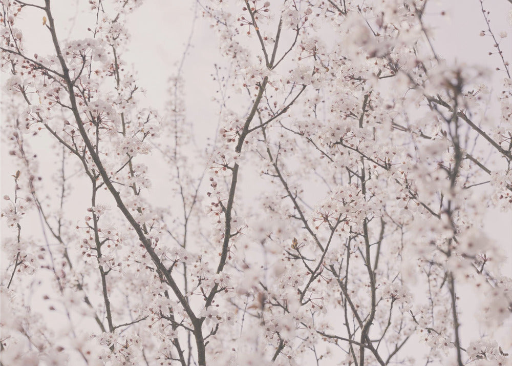 Vårblommor | Tapeter