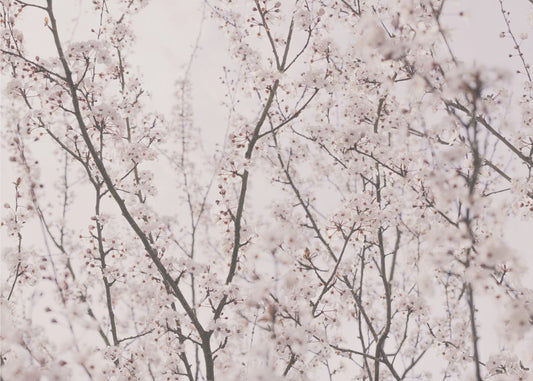 Vårblommor | Tapeter