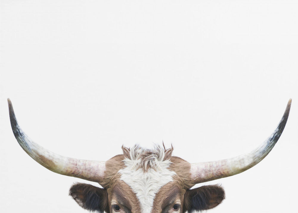 Peeking Longhorn Cow | Canvas