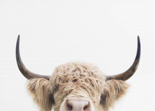 Peeking Cow | Canvas
