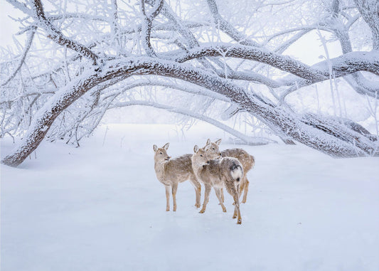 Deers' Walk in Snow | Canvas