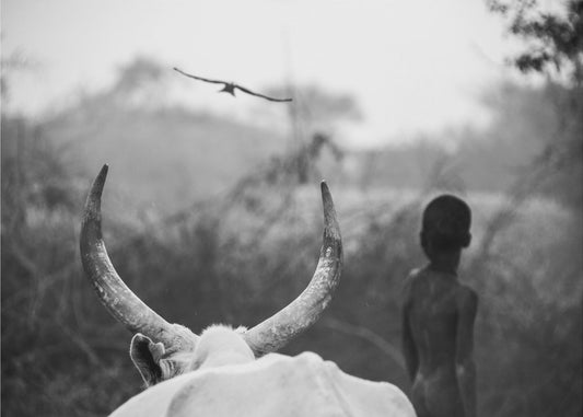 Boy and Cow | Canvas