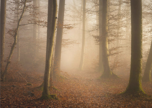 Novemberskog | Tapet