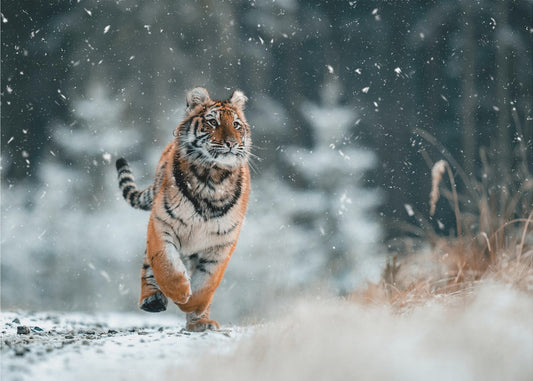 The Siberian tiger | Canvas