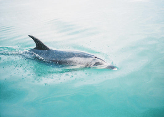 Dolphin N.Z. Northern | Canvas