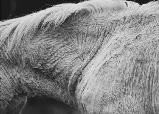 Horse II | Canvas