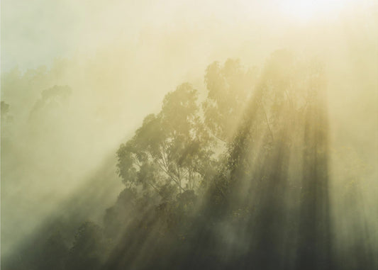 Foggy Woods III | Canvas