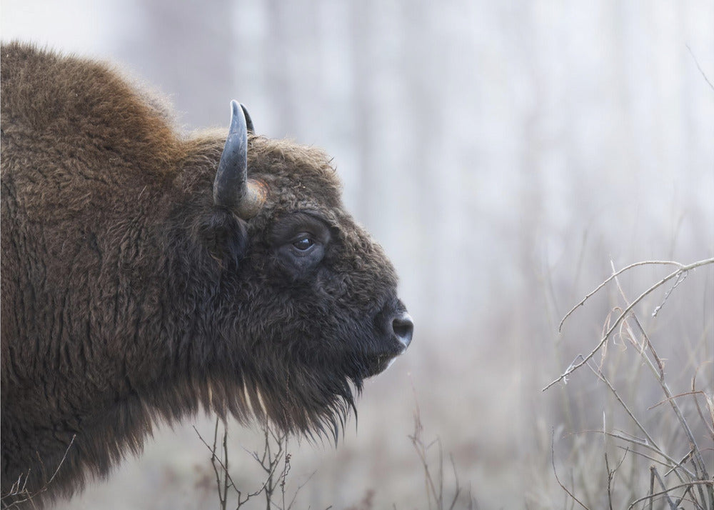 Bisons Profil | Leinwand-Bilder