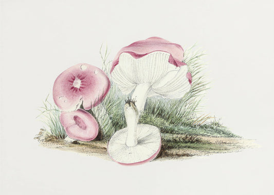 Vintage Russula Emetica-svamp | Canvas