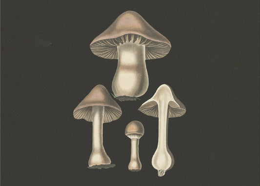 Agaricus Bulbosus mörk bakgrund | Canvastavla