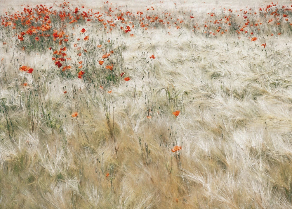 Summerfield | Tapeter