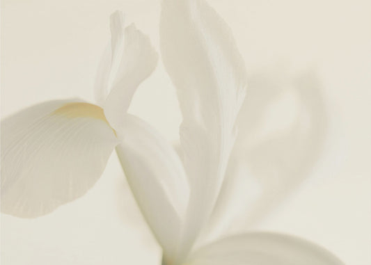 Vit irisblomma närbild | Tapet