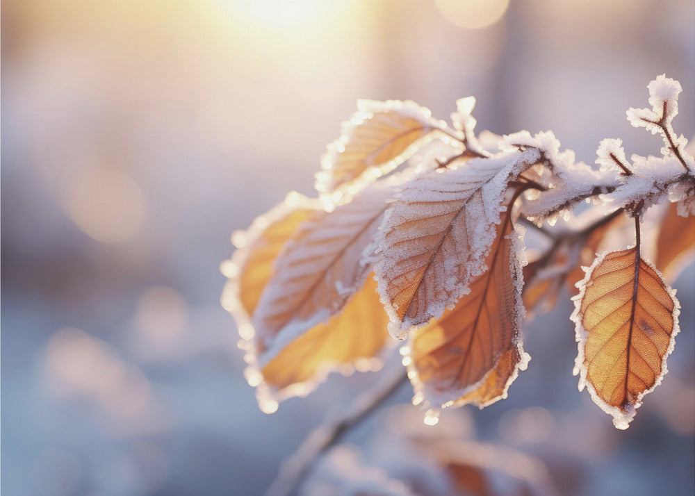 Impressions d'hiver n° 10 | Papier Peint Photo