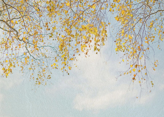 Silverbjörklöv på blå himmel | Tapet