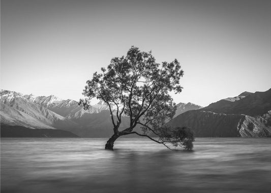 Wanaka-träd | Tapet