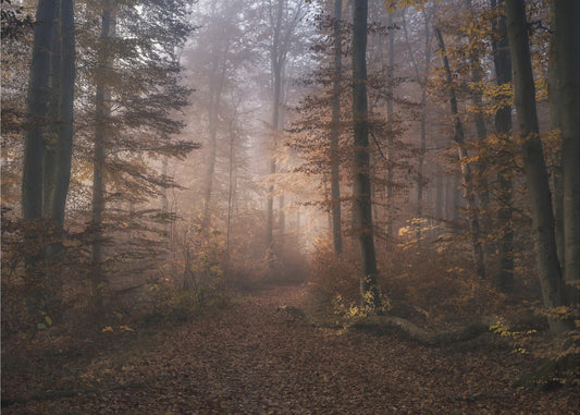 Novembersymfonin | Tapet