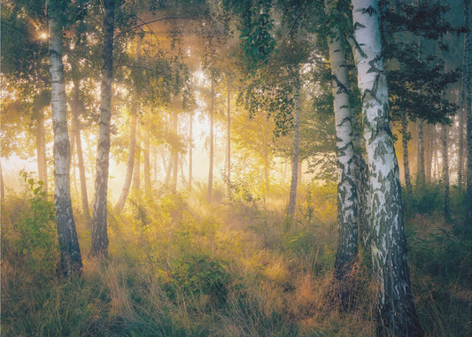 Guld i skogen | Tapet