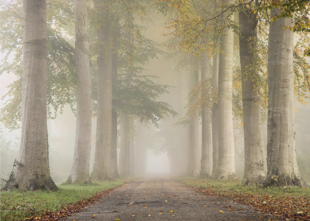 Buchen im Herbstnebel | Fototapeten