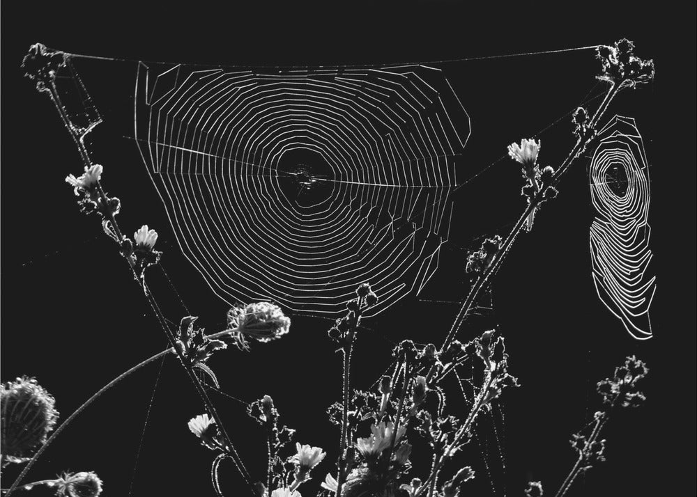 Spider Webs | Canvas