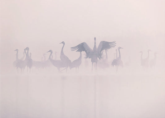 Common Cranes in the morning mist | Canvas