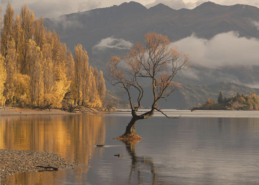 Höst i Wanaka | Tapet