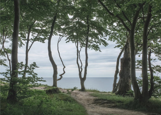 Skog vid havet 2 | Tapet