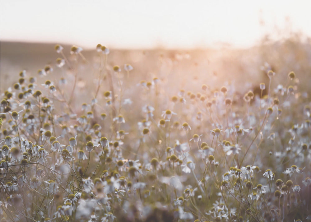 Sommarmorgon 7 | Fototapet