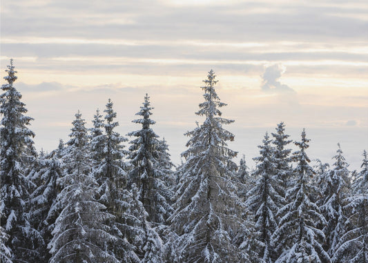 Snötäckta träd 8 | Tapet