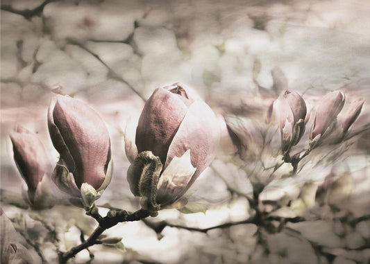Magnolia vår | Tapet