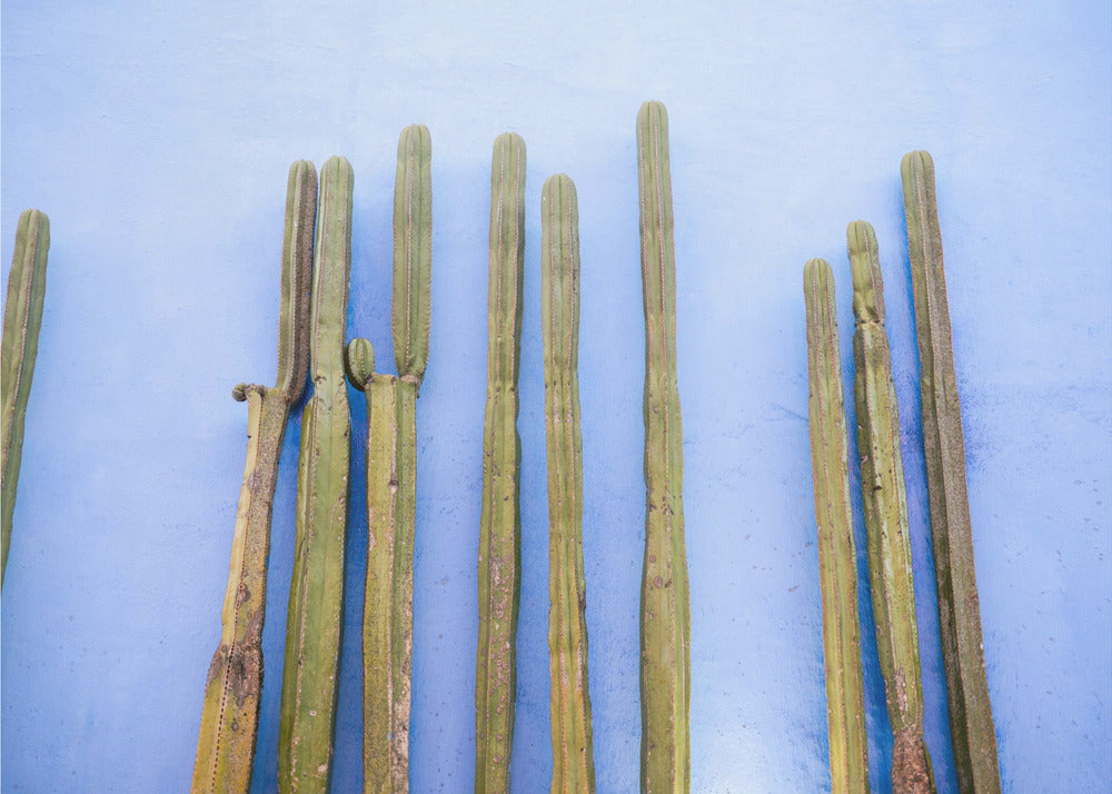 Cactus altos sobre azul | Viajes a Oaxaca México | Impresiones en Lienzo