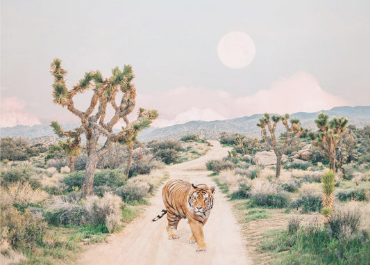 Vandrande tiger | Canvastavla